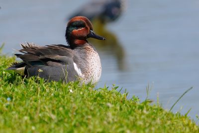Green winged teal male