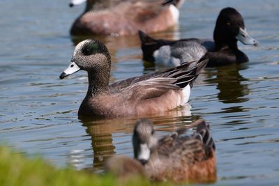 American wigeons with scaup mixed in