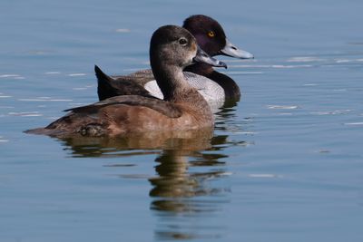Female ring-necked duck with lesser scaup