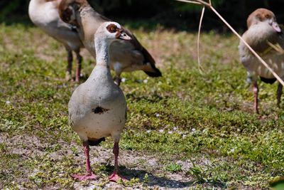 Poppa Egyptian goose protecting its goslings
