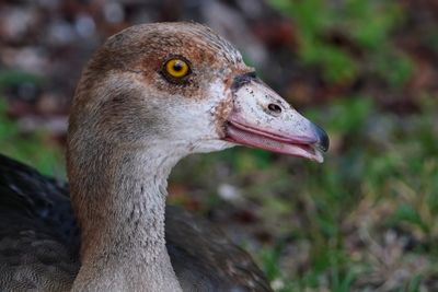 Closeup of a juvenile Egyptian goose