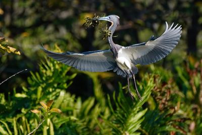 Tricolored heron with nest materials