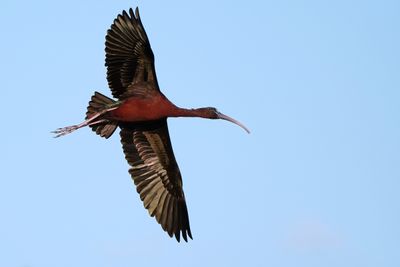Glossy ibis banking around