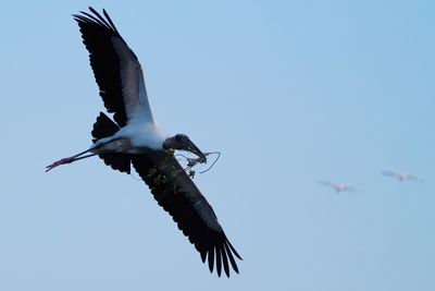 Wood stork with nest materials