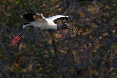 Wood stork getting ready to land