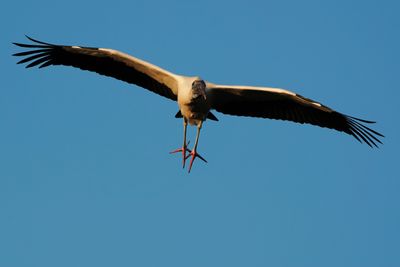 Wood stork flying towards me