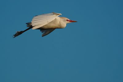 Cattle egret flying past