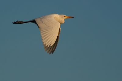 Cattle egret flying past