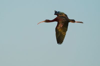 Glossy ibis flying past