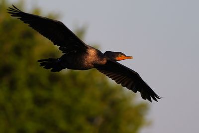 Cormorant coming in to land