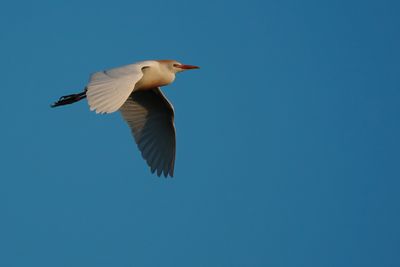 Cattle egret flying past
