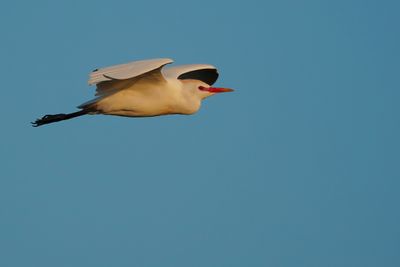 Cattle egret flying by