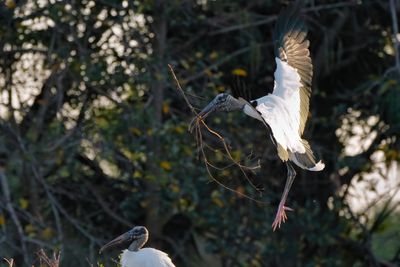 Wood stork landing with stick