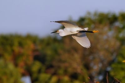 Snowy egret flying off