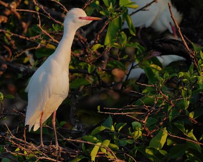 Cattle egret in breeding plumage