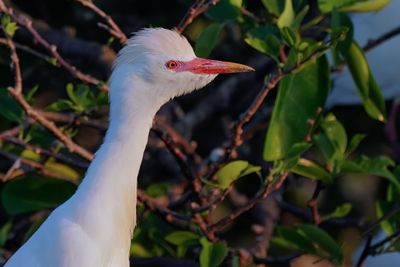 Cattle egret closeup in breeding plumage