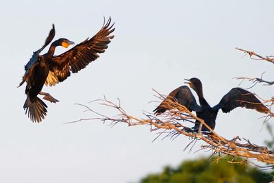 Cormorant coming in to land