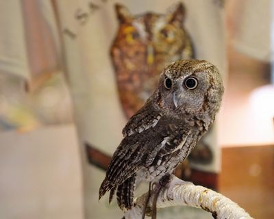 Oliver the eastern screech owl