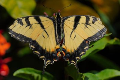 Tiger swallowtail butterfly