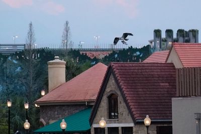 Osprey with a fish over Disney Springs