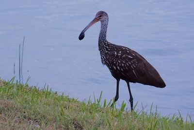 Limpkin with a clam