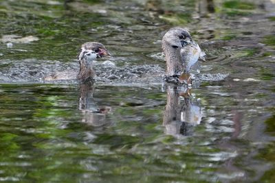 Pied-billed grebe with fish, and pursuing chick