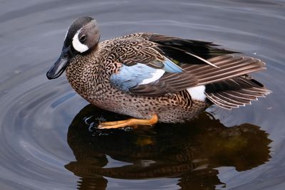 Male blue-winged teal