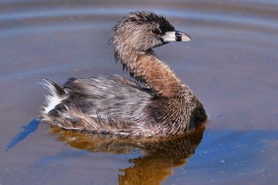 Pied-billed grebe