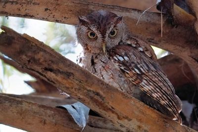 Eastern screech owl