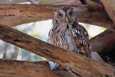 Eastern screech owl