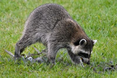 Raccoon eating moorhen remains