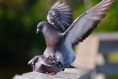 Pigeons mating