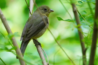 Female painted bunting