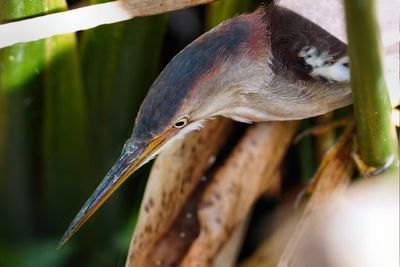 Least bittern