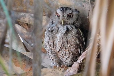 Female eastern screech owl