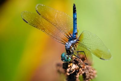 Blue dasher dragonfly handstand