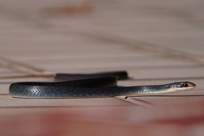 Black racer snake