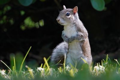 Grey squirrel being cautious