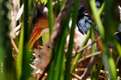Least bittern chicks with dad