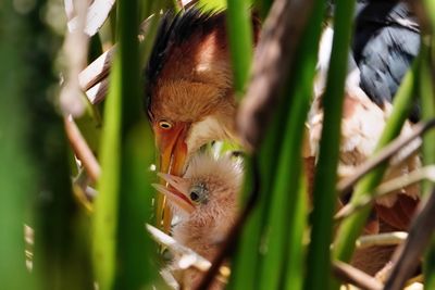 Least bittern chick with dad