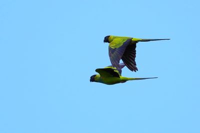 Black-hooded parakeets in flight