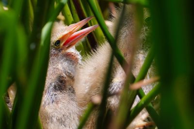 Least bittern chicks