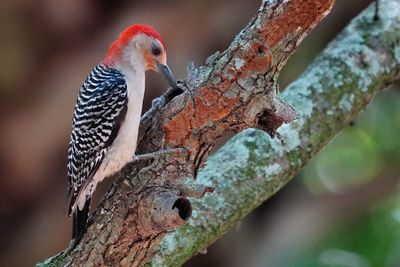 Red-bellied woodpecker looking for food