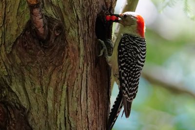 Red-bellied woodpecker bringing food back home