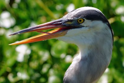 Great blue heron closeup