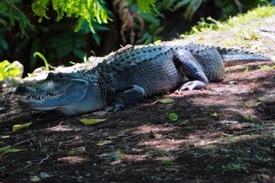 Alligator in the shade