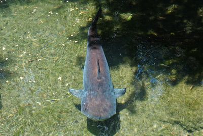 Shark-shaped catfish