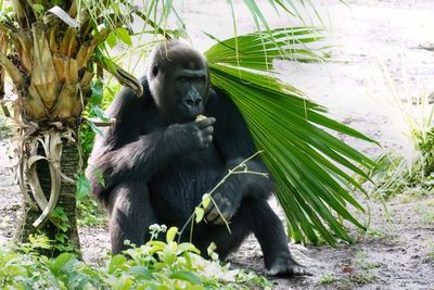 Gorilla eating