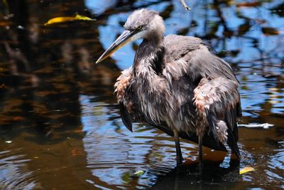 Great blue heron bathing