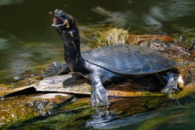 Young Florida softshell turtle
